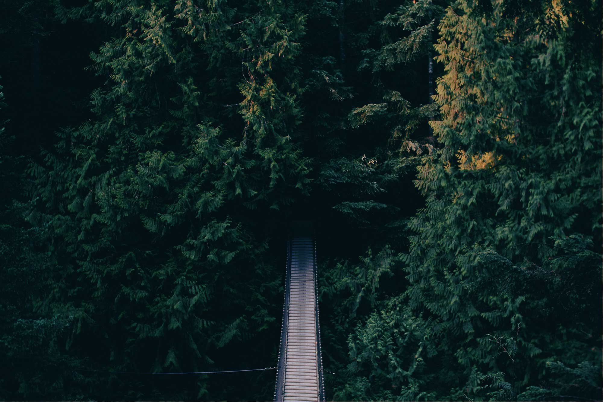 Bridges in forest Image