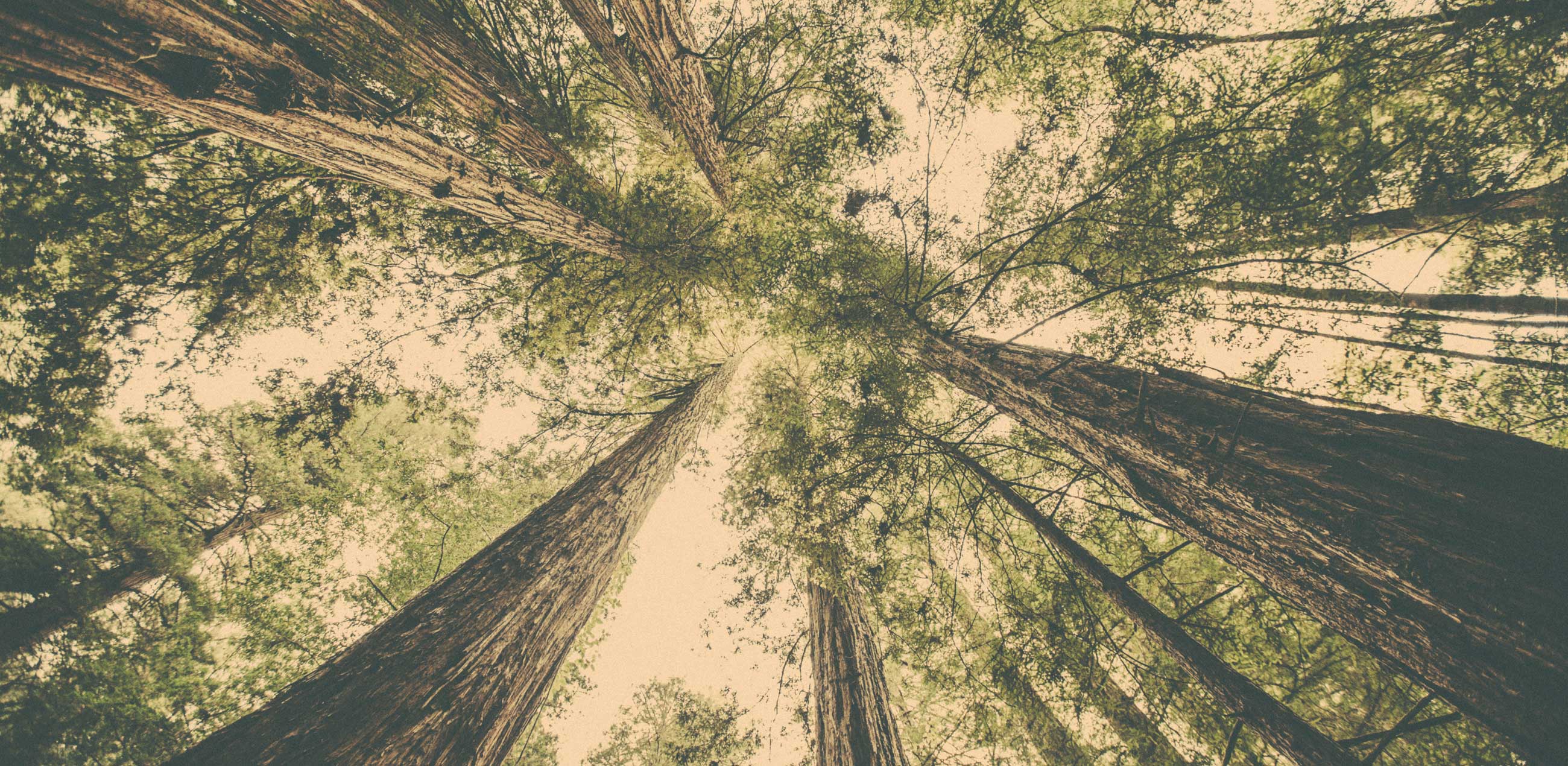 Forest trees background Image