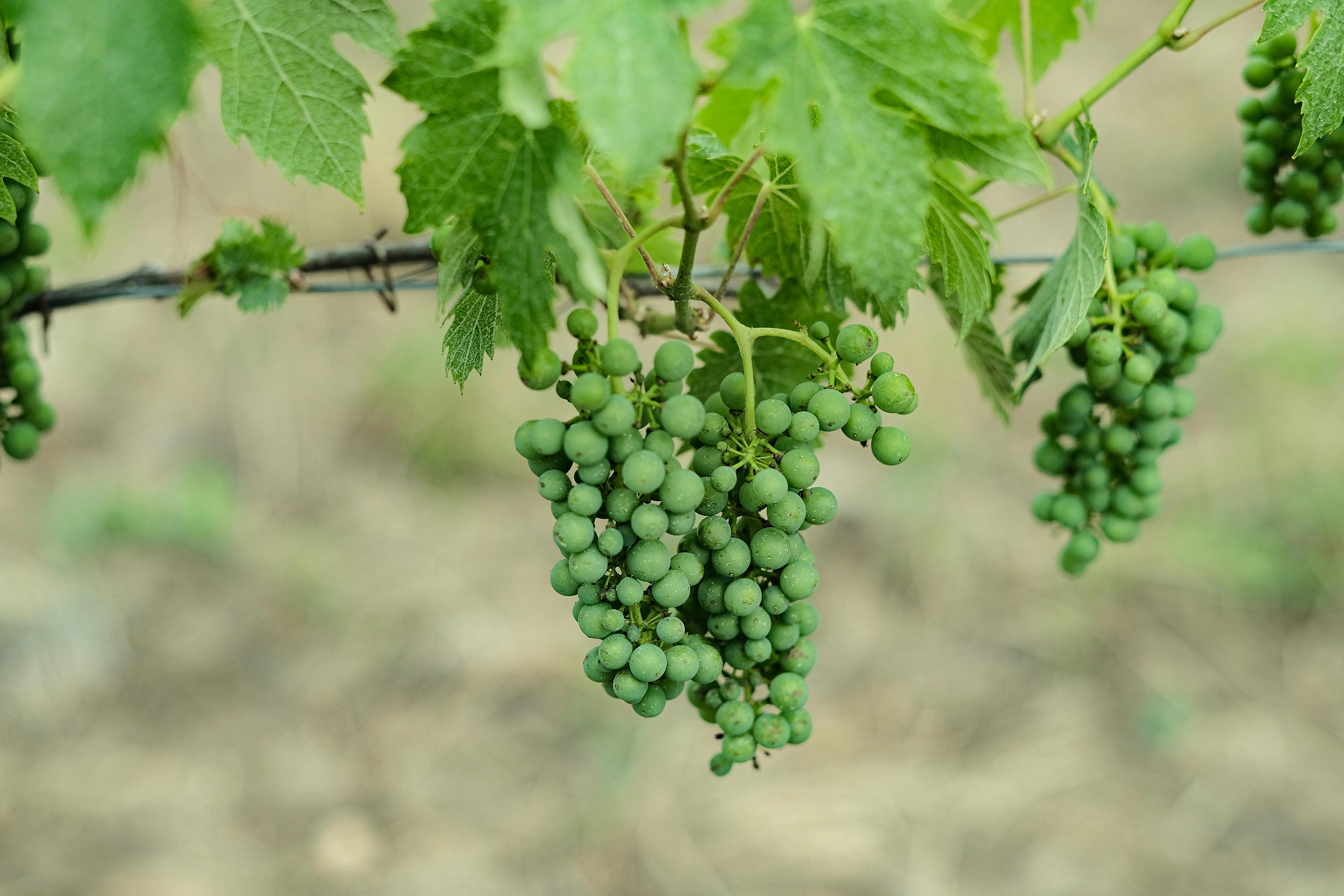 Grape Fruit Background Image